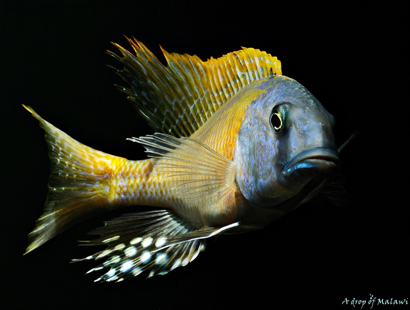 Buccochromis rhoadesii